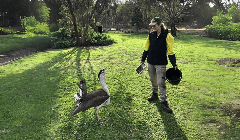 Joy looking at a buzzard, getting ready for feeding time