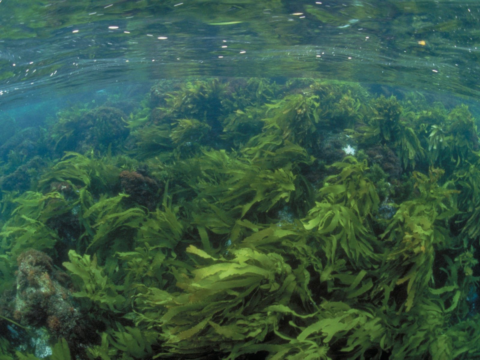 Large fronds of Golden kelp sway in the current.