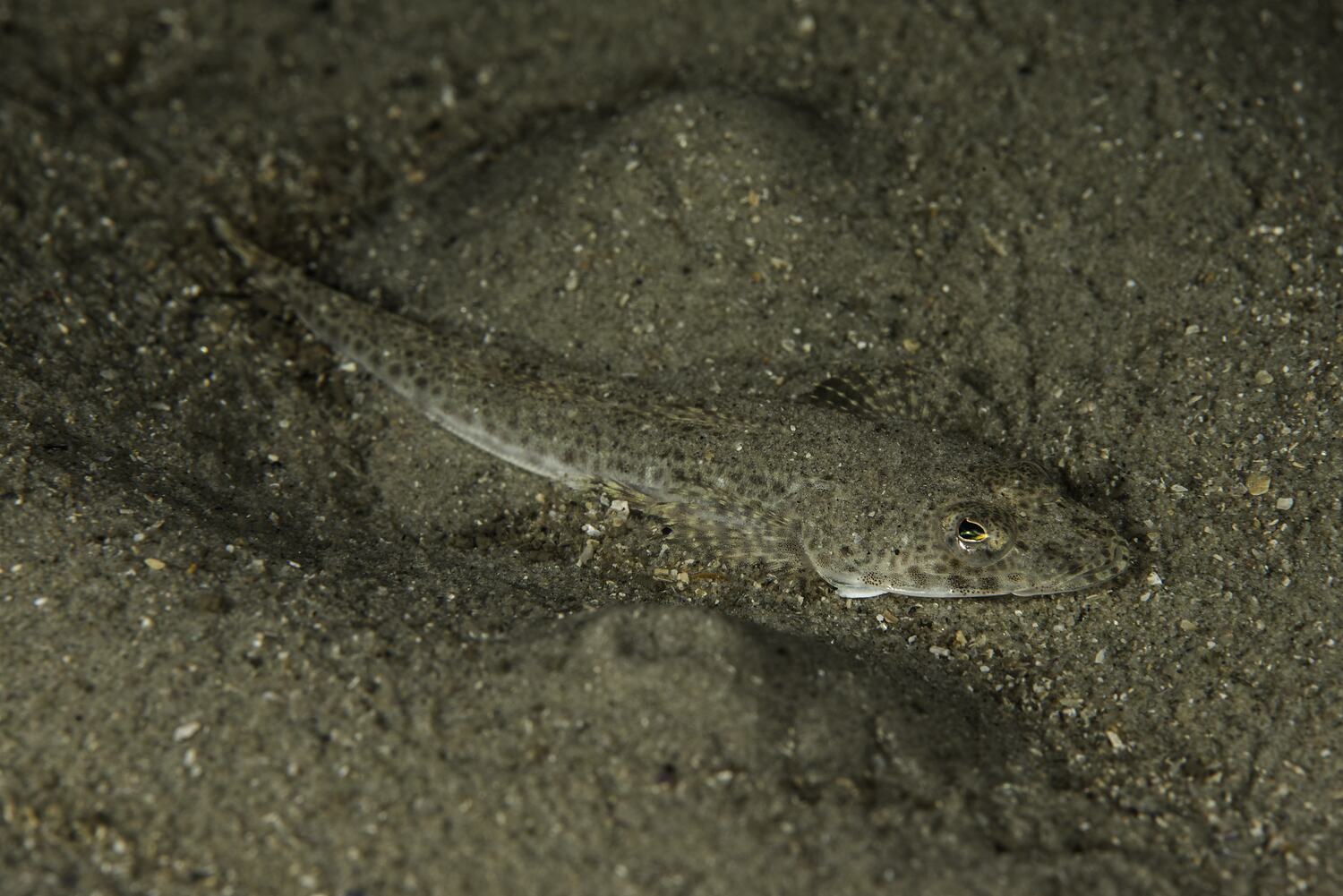 A sand coloured fish, with eyes facing upwards, sits amongst gritty sand on the bottom of the seafloor.