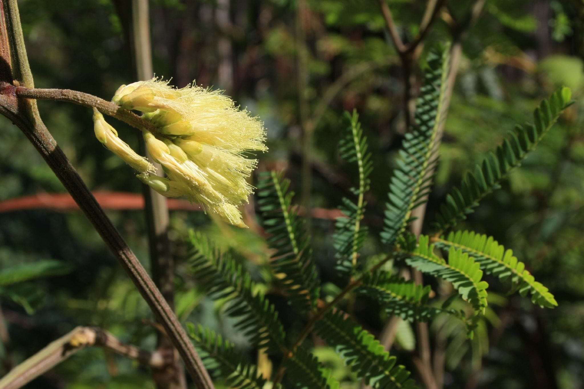 Small green fronds of this plant are visible, along with yellow flowering buds.