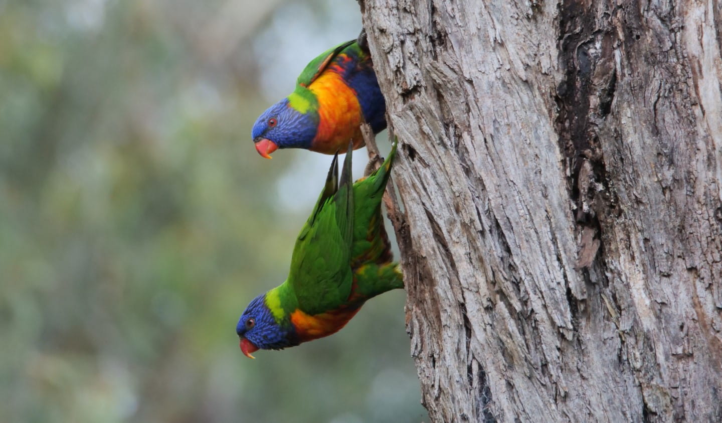 A pair of Rainbow Lorikeets