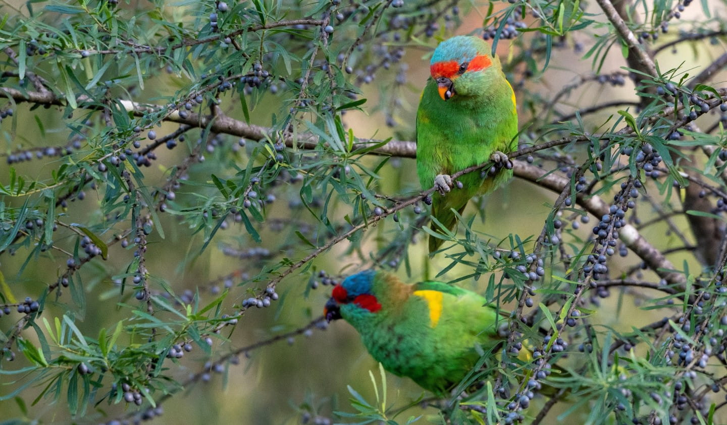 A pair of Musk Lorikeets.