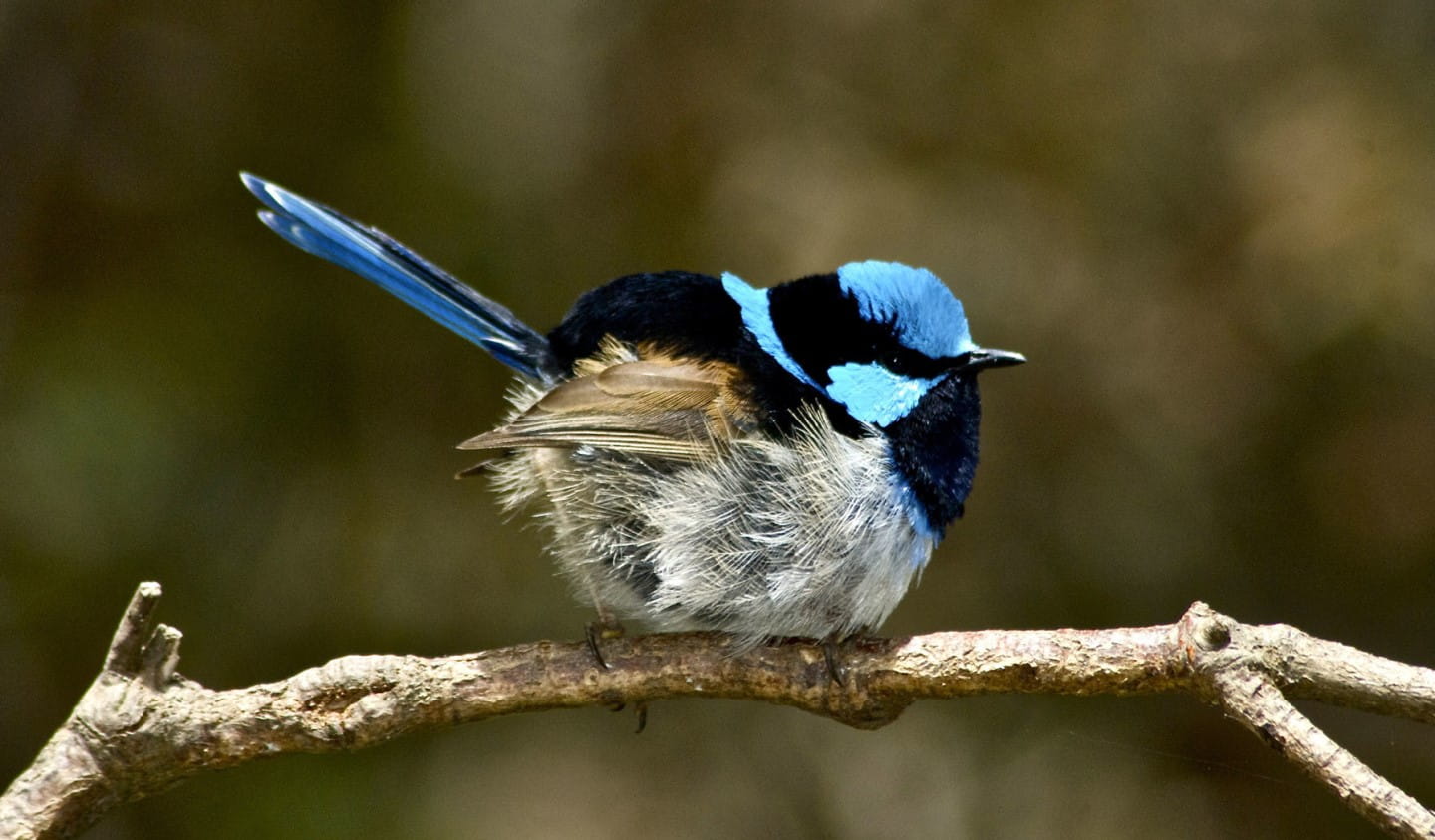 Superb Fairy Wren on a branch.
