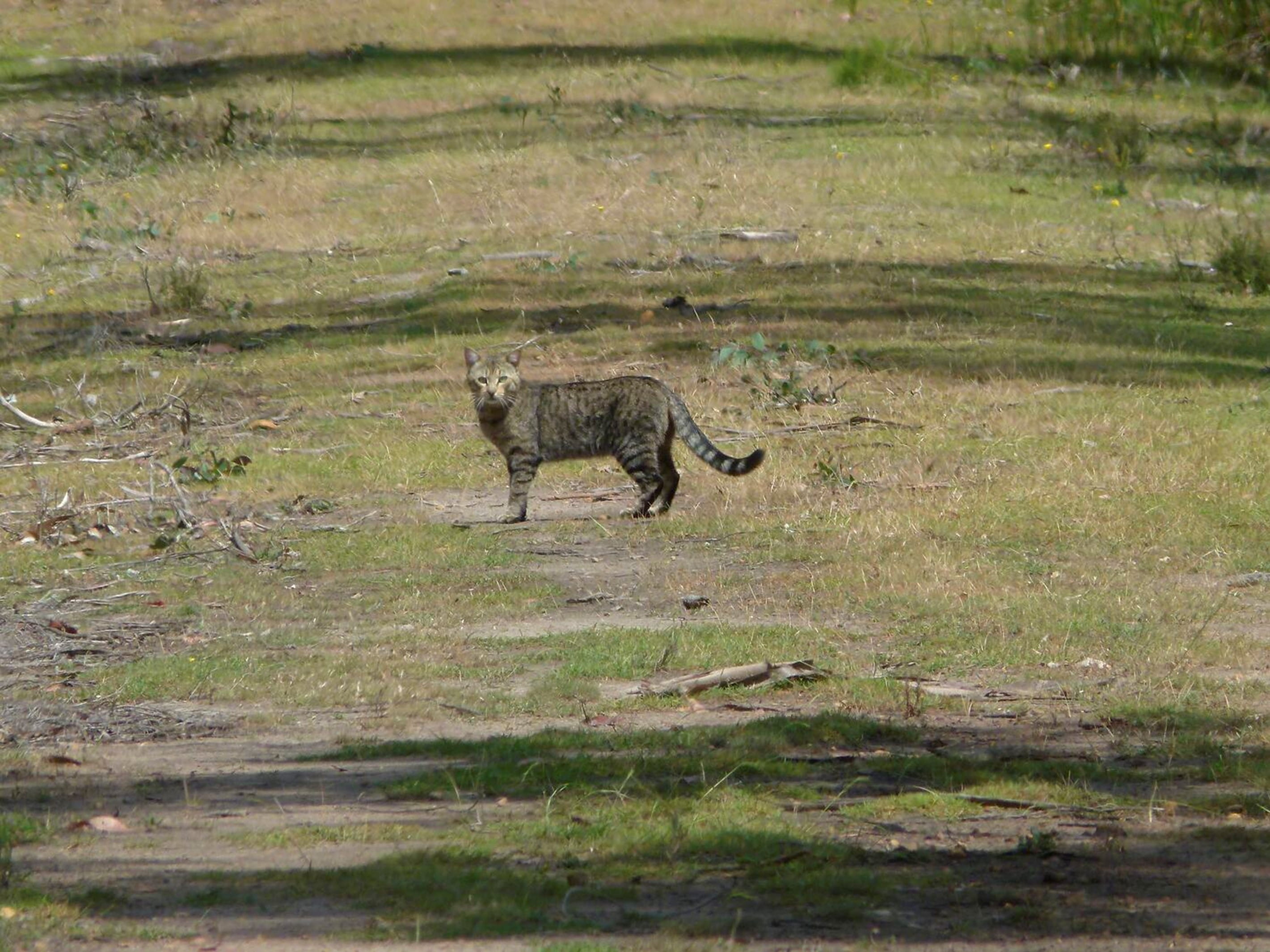 A cat stares down the cameraman, as it stands in the middle of a clearing.
