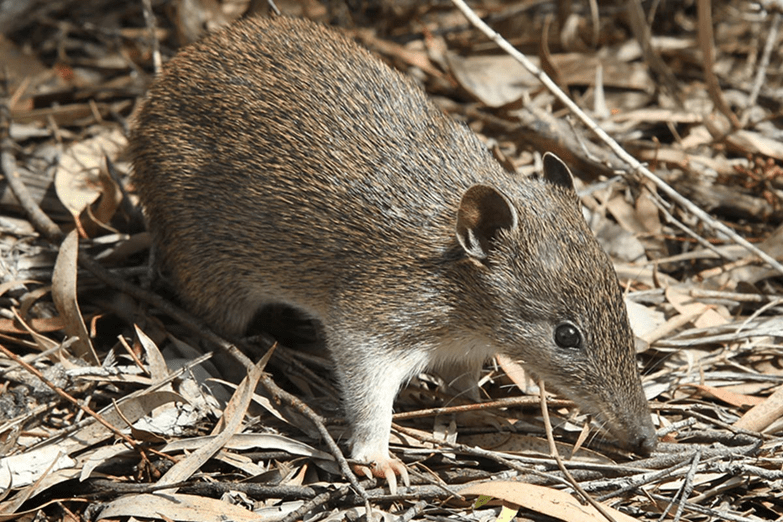 A Southern Brown Bandicootforgaes in the leaf litter. Its large claws are particuarly obvious in this image.