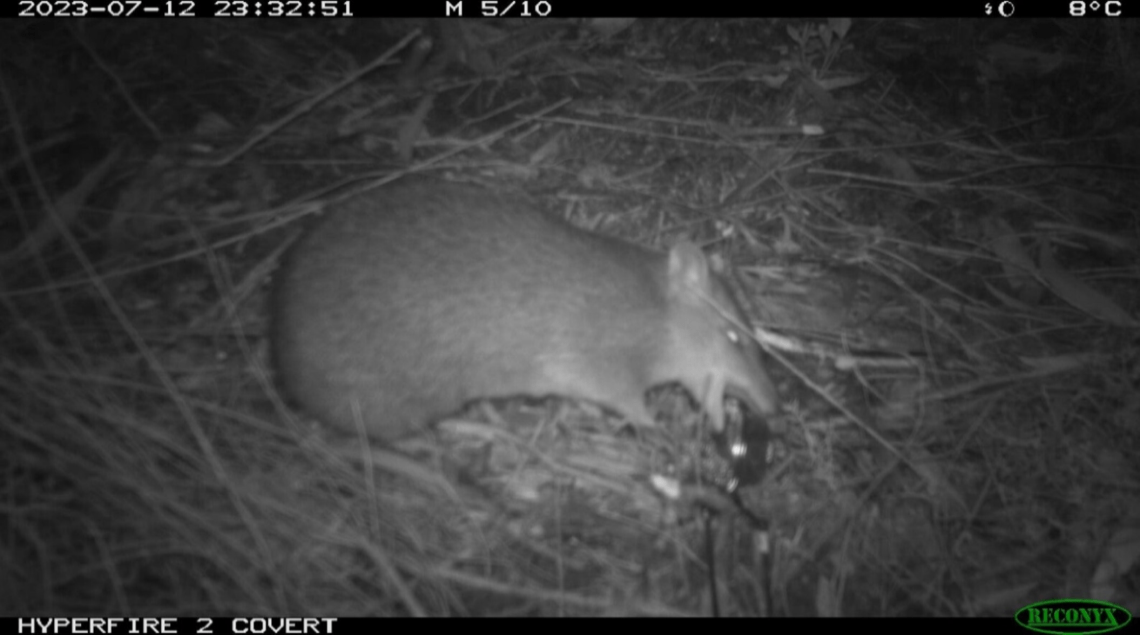 A Southern Brown Bandicoot is eating something at the bait station. The image has been taken at night.