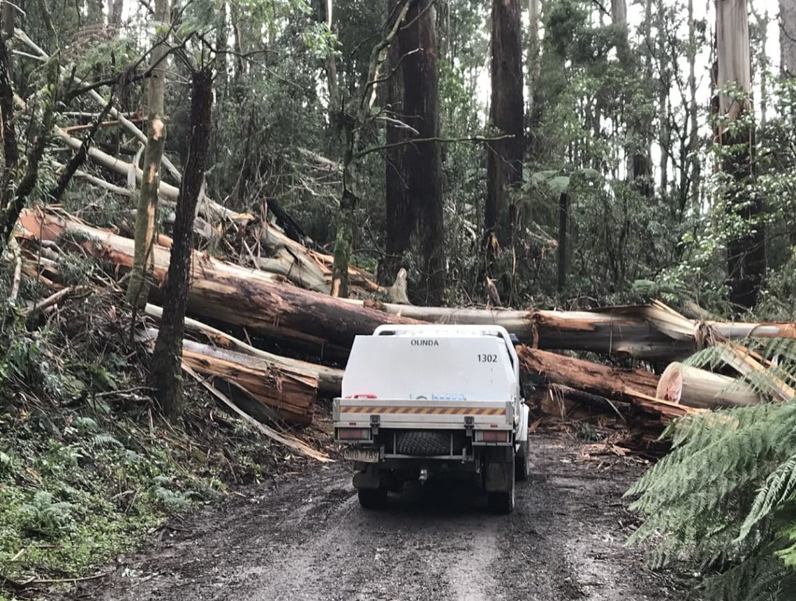 Storm recovery Dandenong Ranges NP