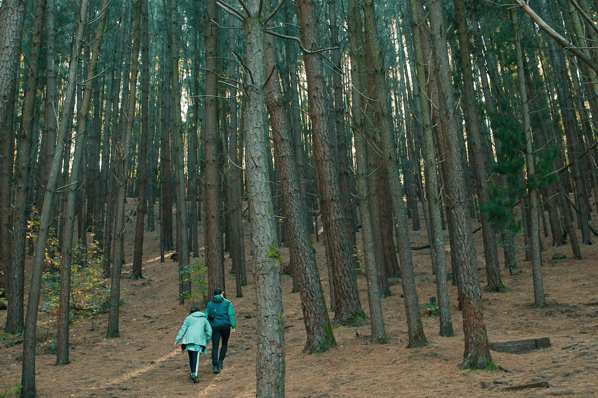 Two people walking up slope amongst tall trees at Lalgambuk, Hepburn Regional Park. 