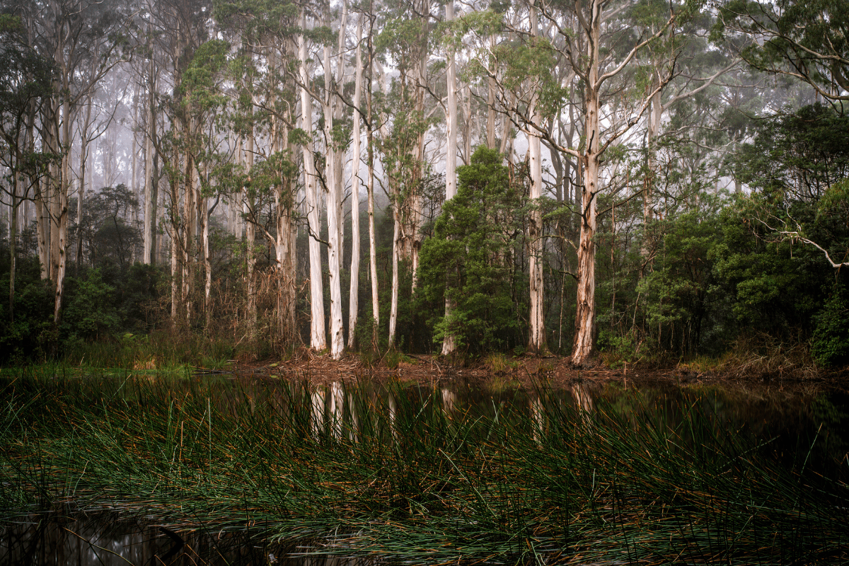 Tall trees next to lake filled with green grasses at Sanatorium Lake, Macedon Regional Park.