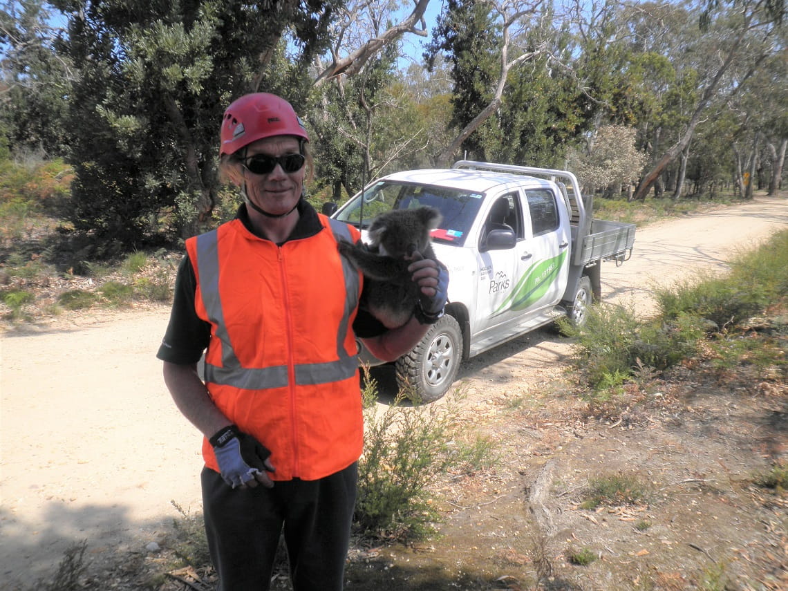Brian in Raymond Island during a koala relocation program