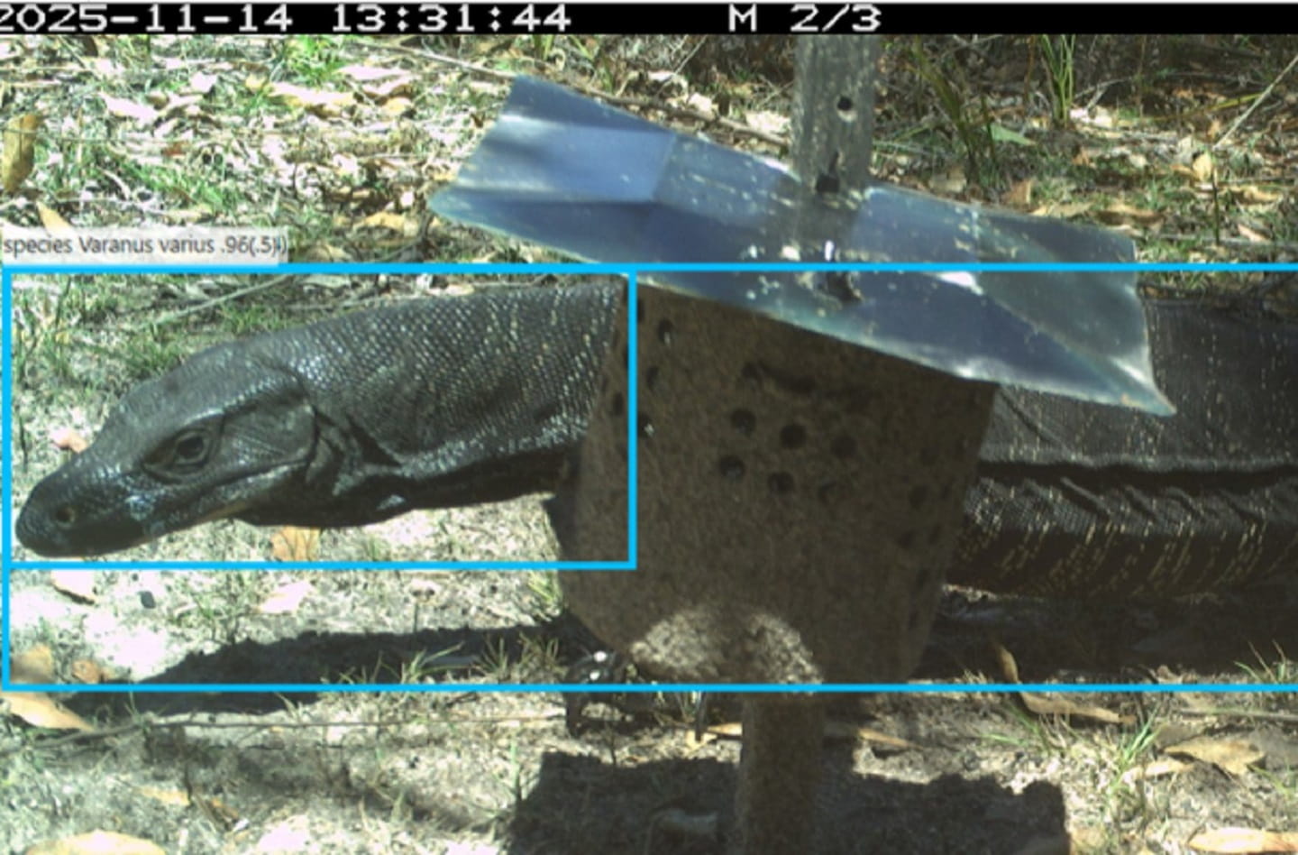 Victorian Species Recognition AI Model identifies a varanus varius lace monitor