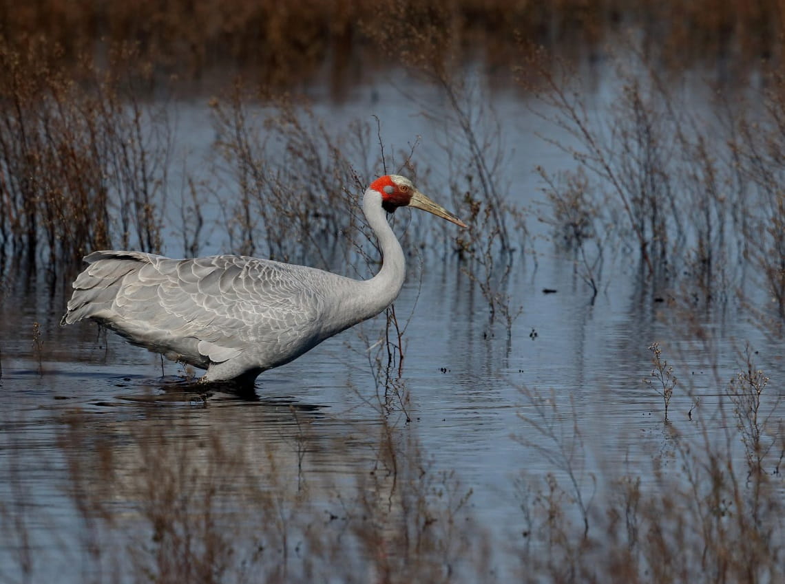 Brolga wading into a swamp