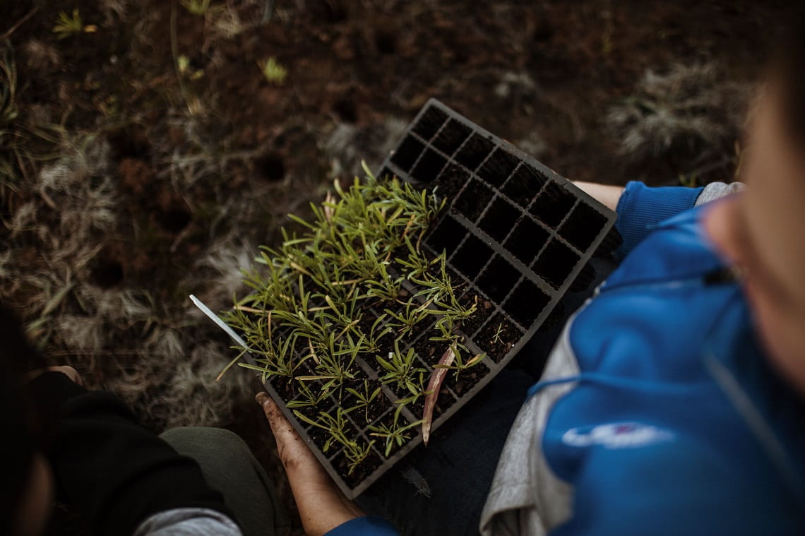 Person holding tray of seedlings