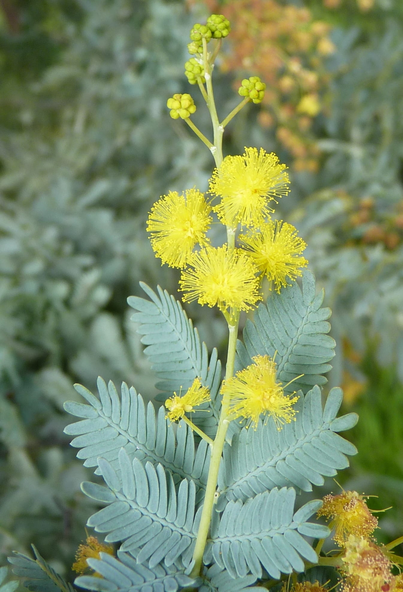 Close up image of Cootamundra Wattle, it has ferny leaves and yellow blooms