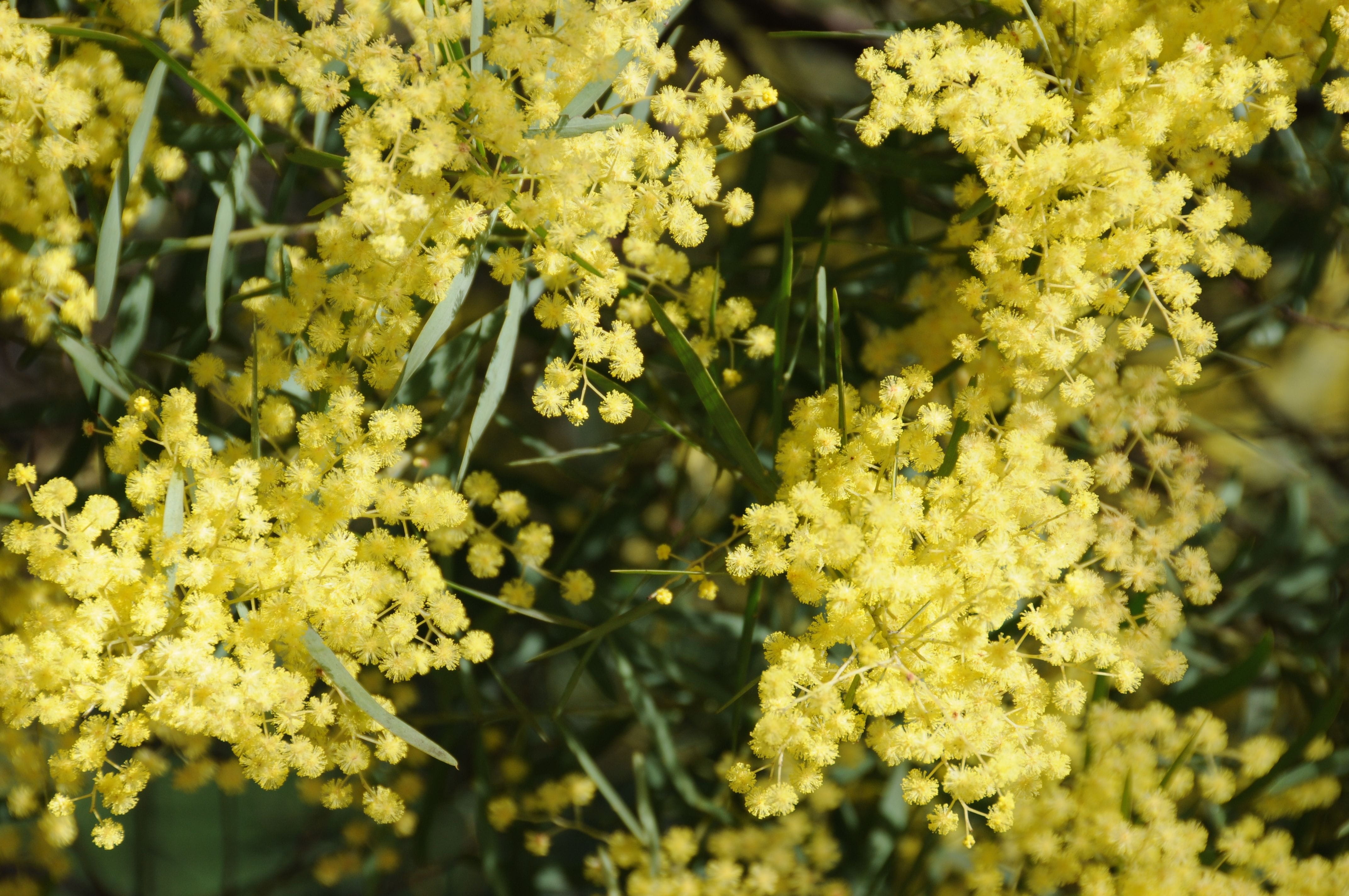 Golden wattle in full bloom
