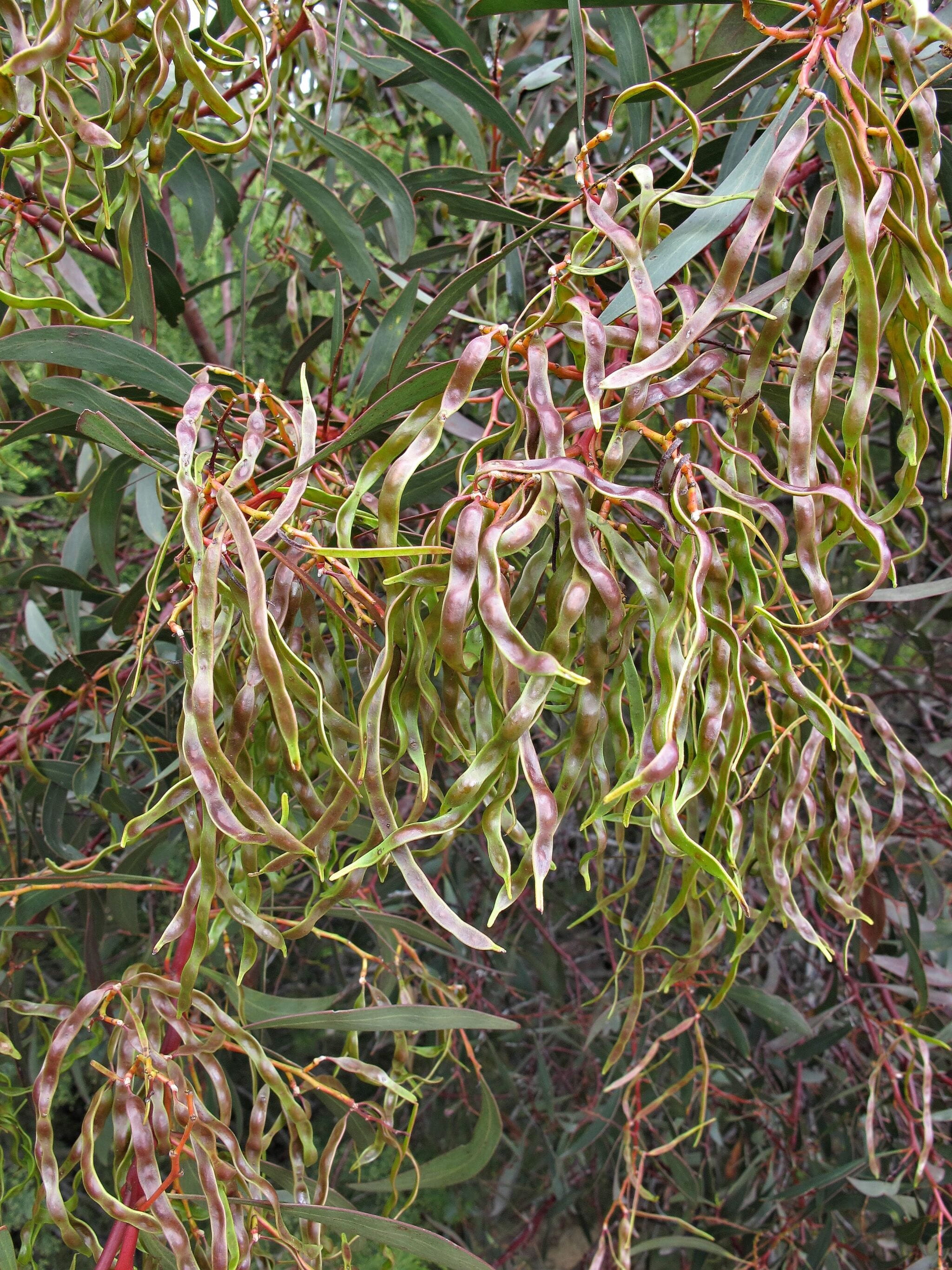 close up image of golden wattle pods