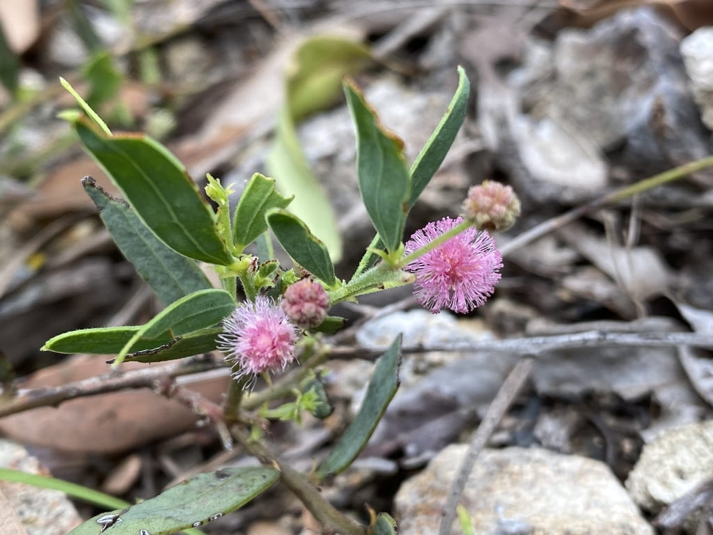 close up of purpleflowered wattle