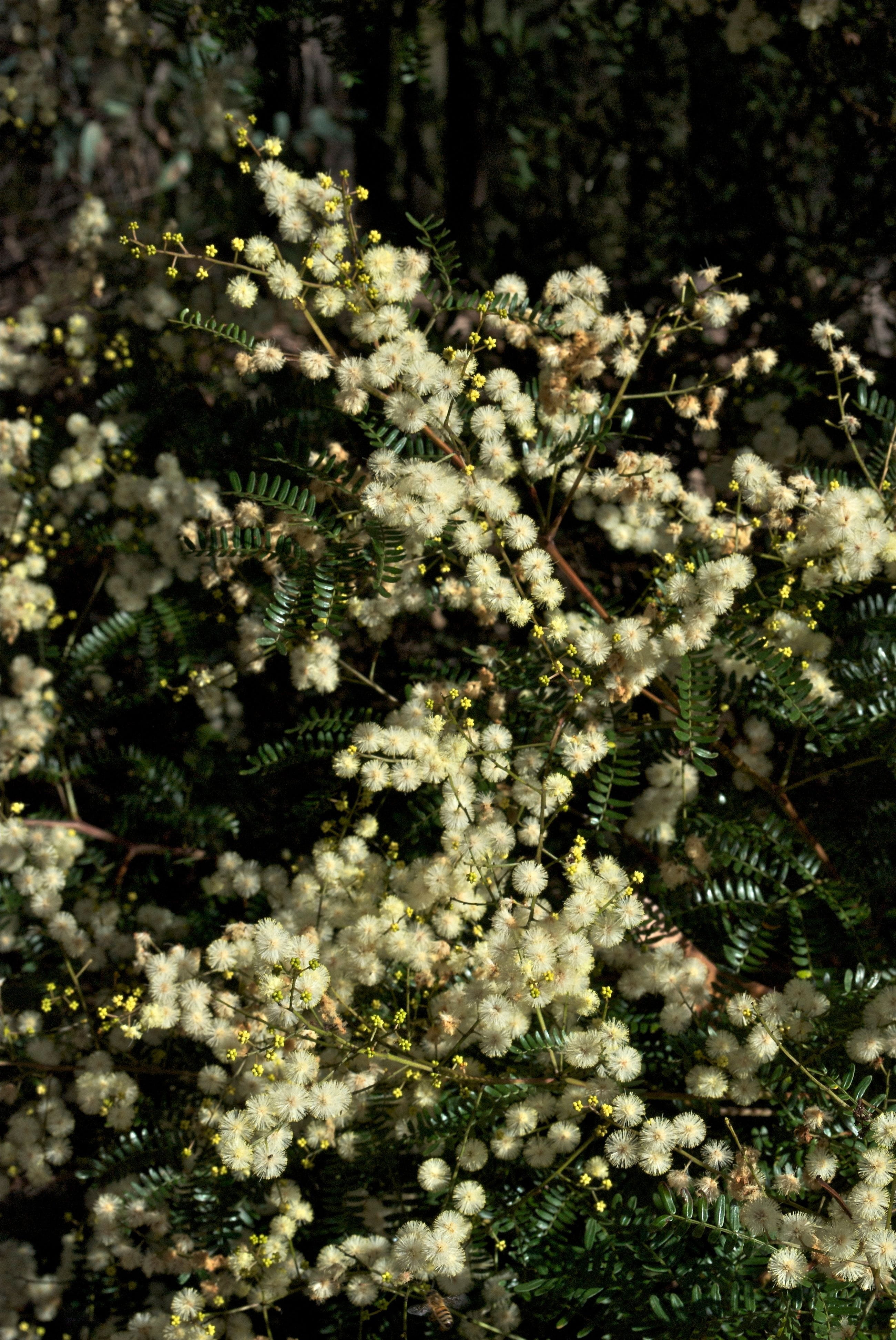 close up of sunshine wattle