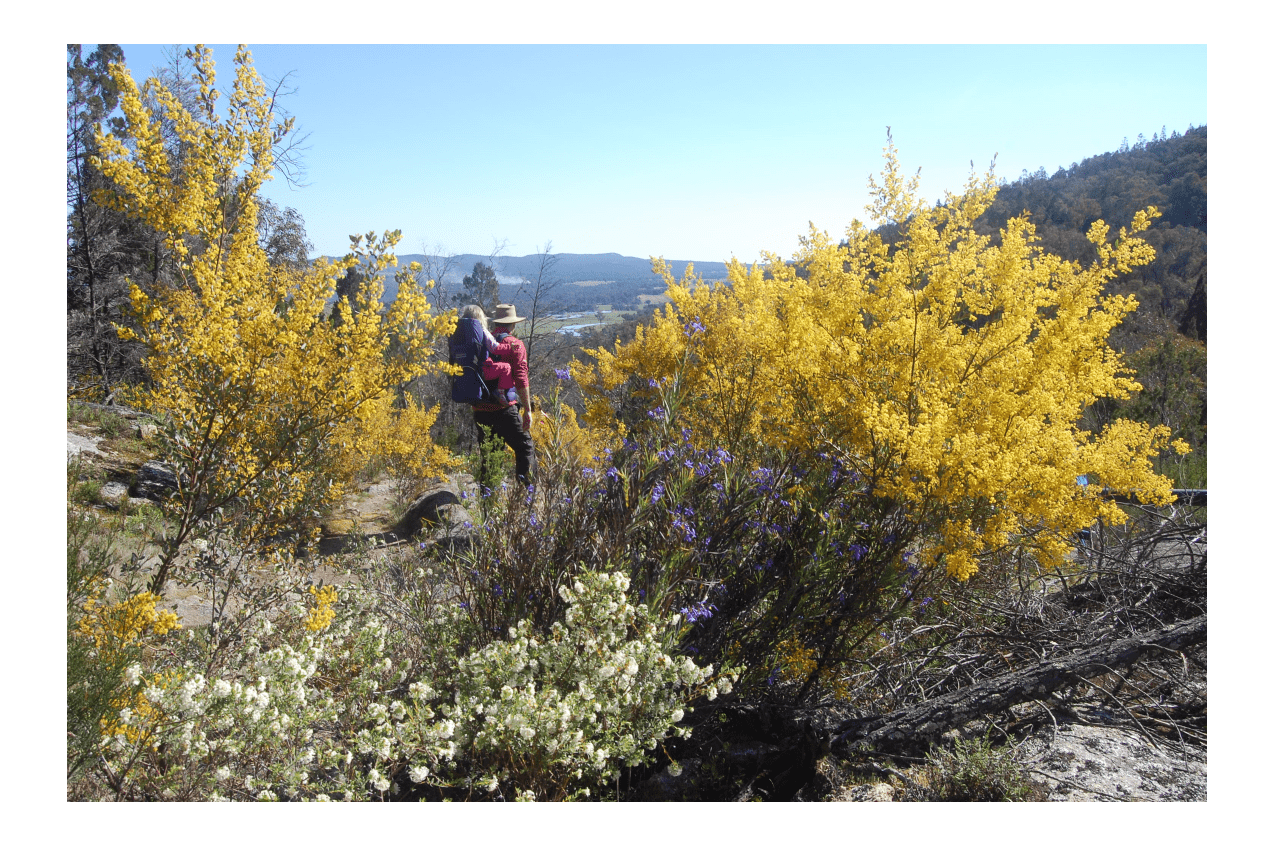 A man is standing looking out towards nature with a child on his back. He is surrounded by blooming wattle and flowers