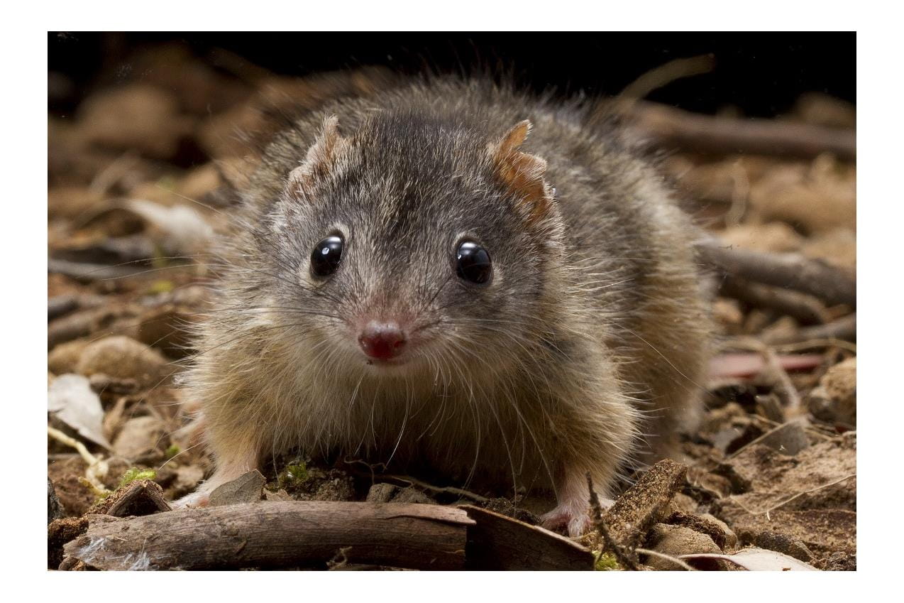 Yellow Footed Antechinus