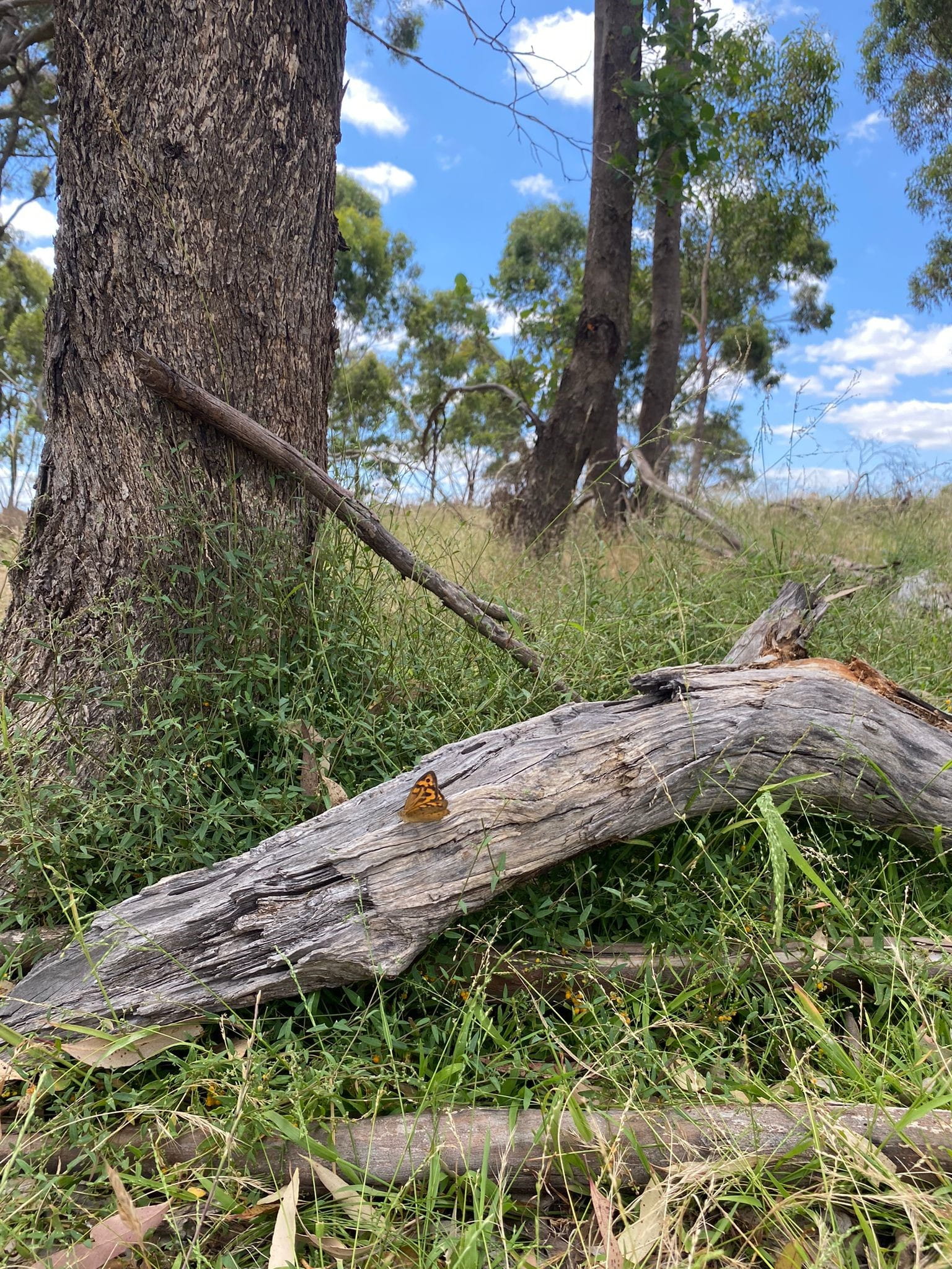 A small, reddish-brown butterfly sits on a bare long among grass and trees