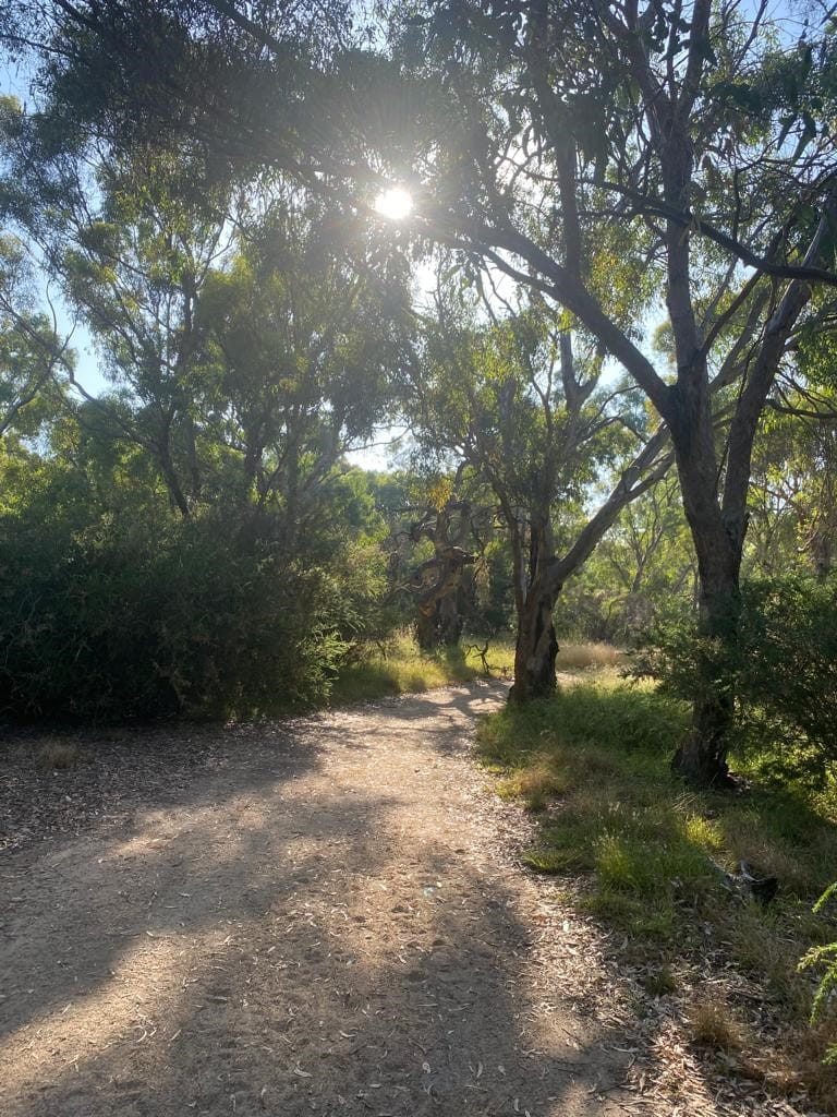 A path leads between trees and bushes: the sun shines down through the leaves.