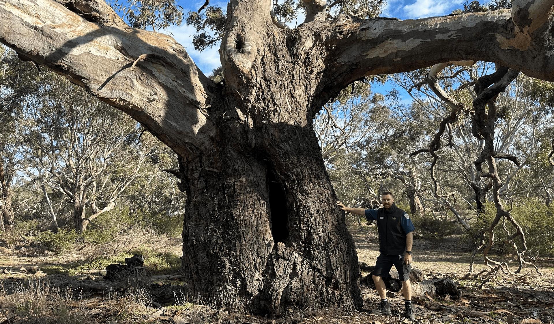 Brandon standing below a large, ancient scarred tree at the Woodlands Historic Park