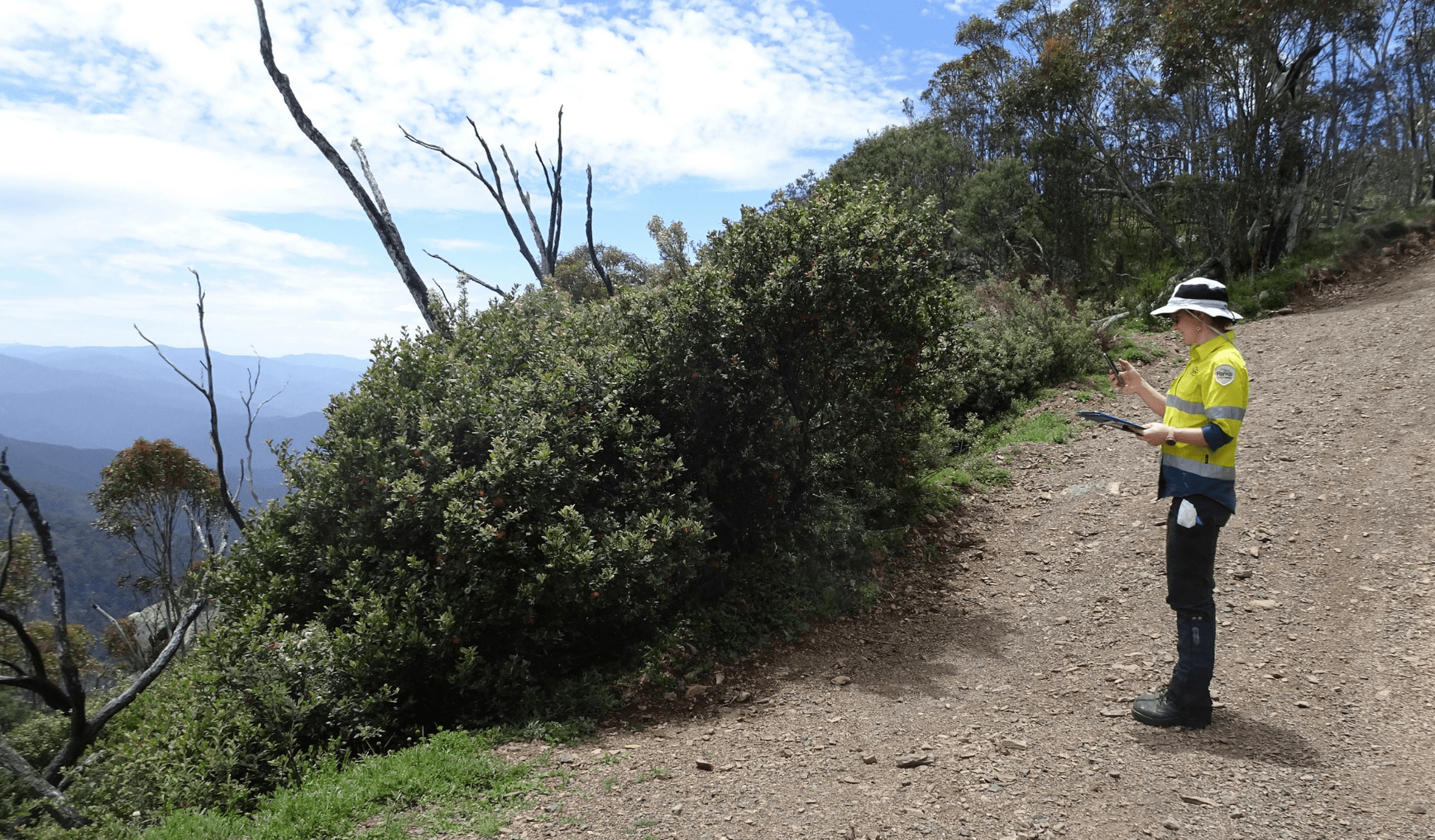 Parks Victoria staff member standing to the side, overlooking the road