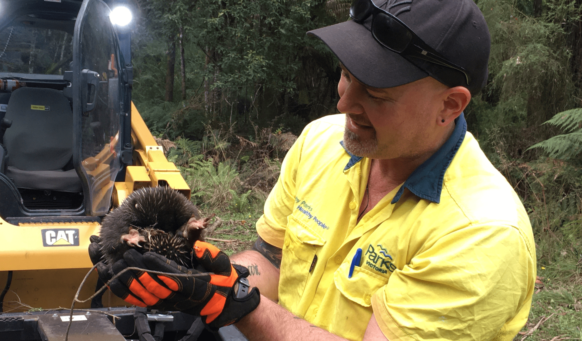 A man in Parks Victoria uniform, holding an echidna