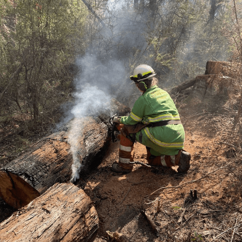 Image of a Parks Victoria employee with their back to the camera, chopping up a large fallen tree to help with safety