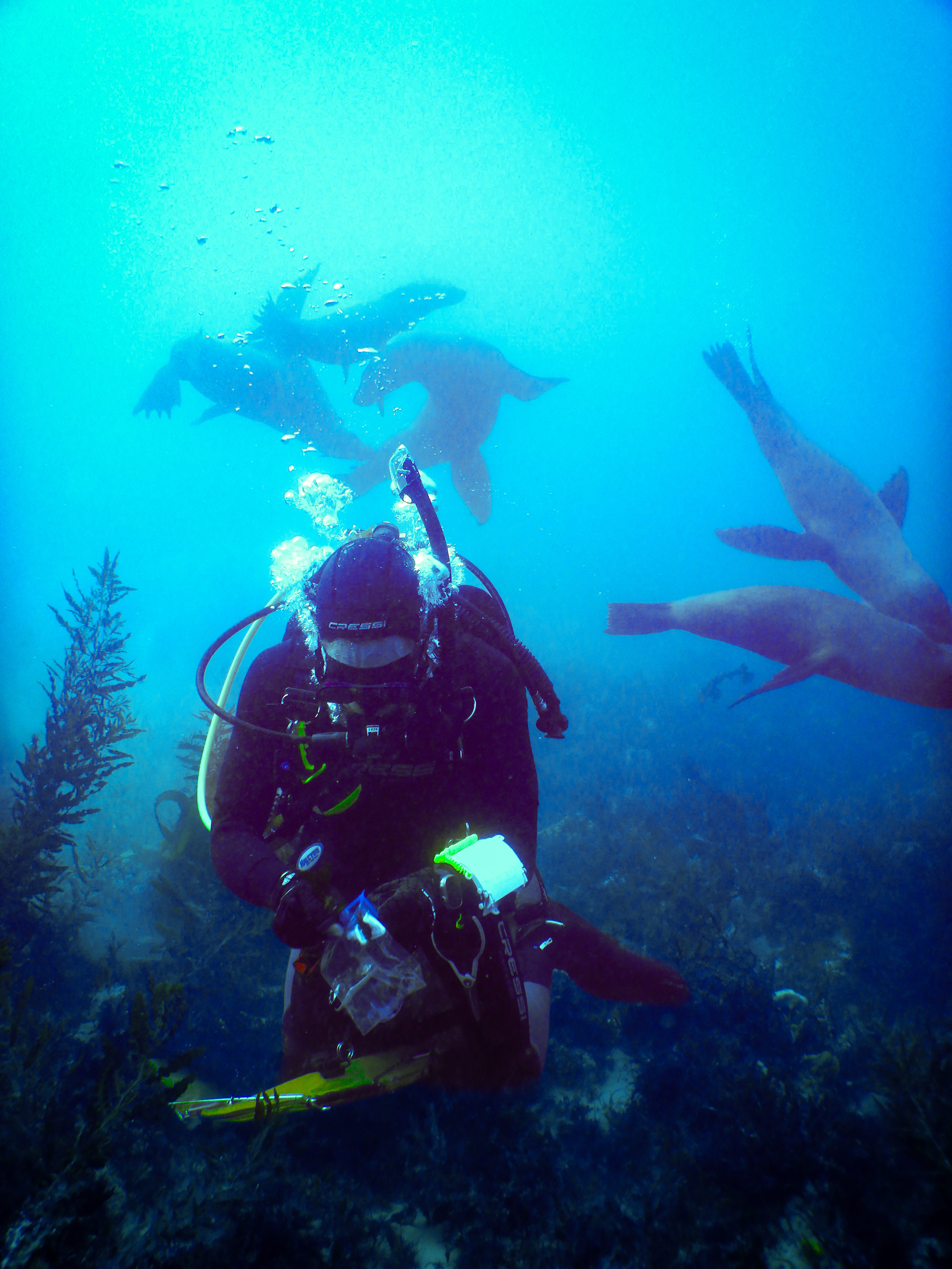 Image of a ranger diving with seals behind them