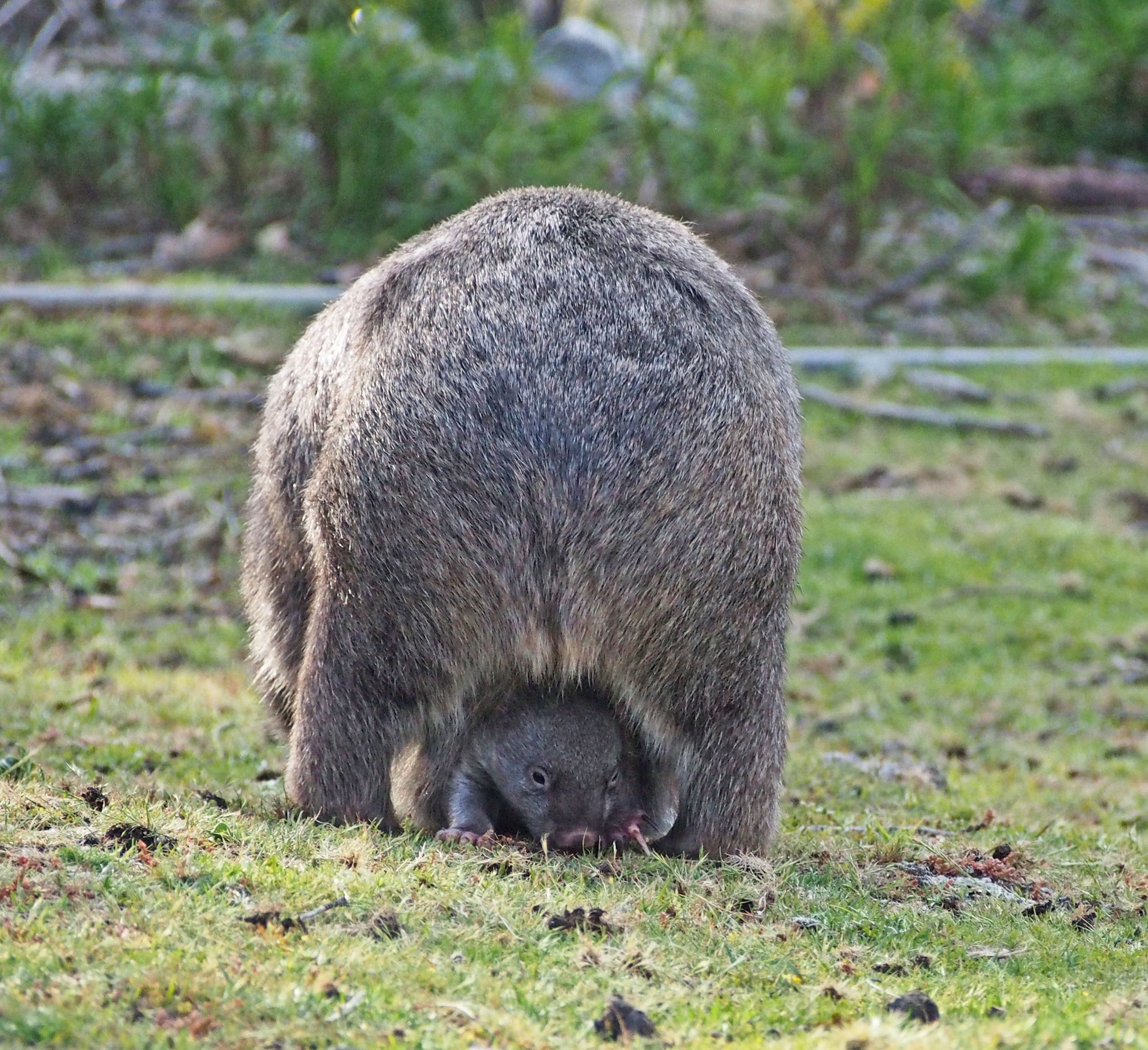 a joey in his mother's backwards facing pouch