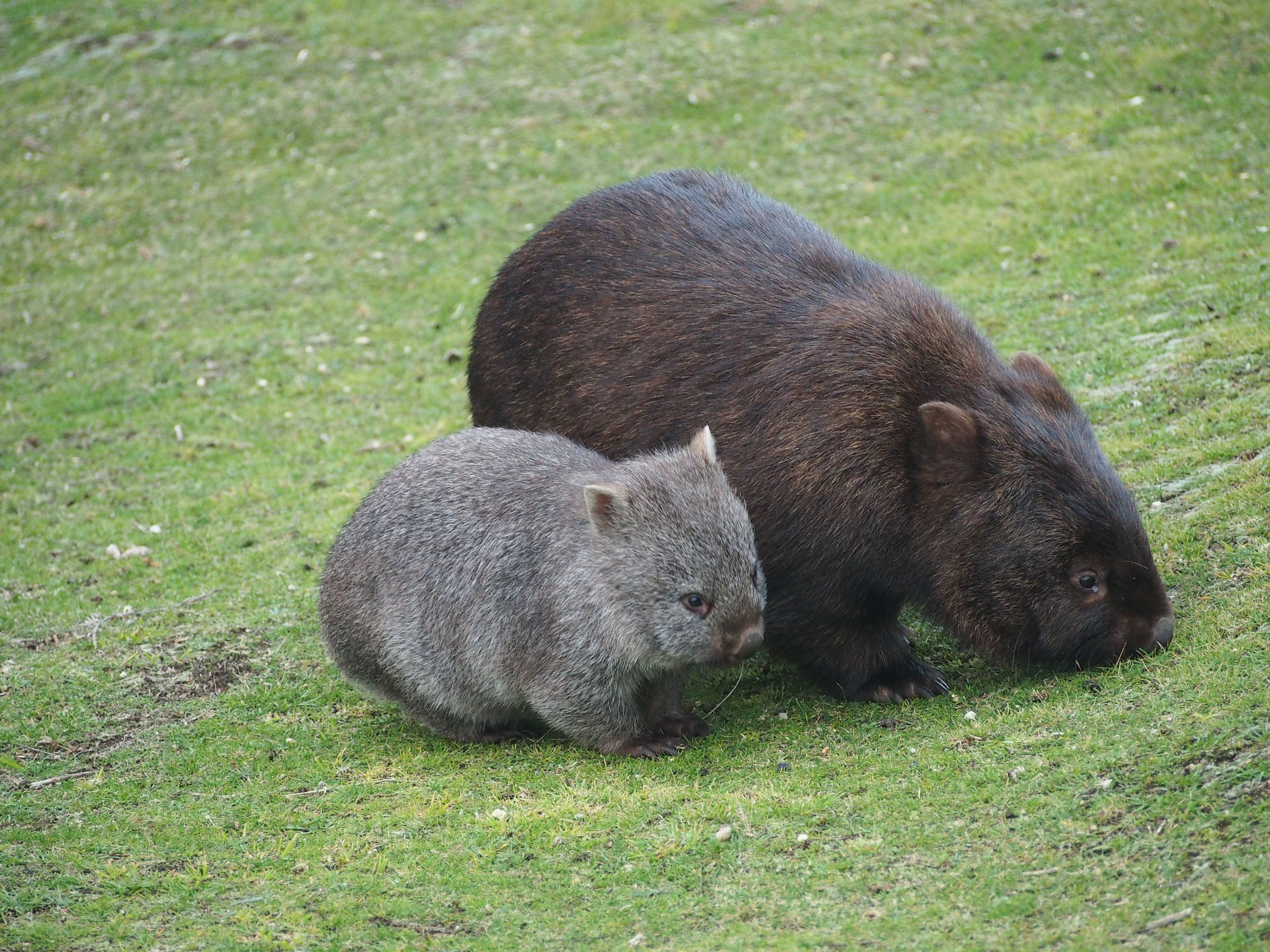 A mother and joey wombat on grass plains