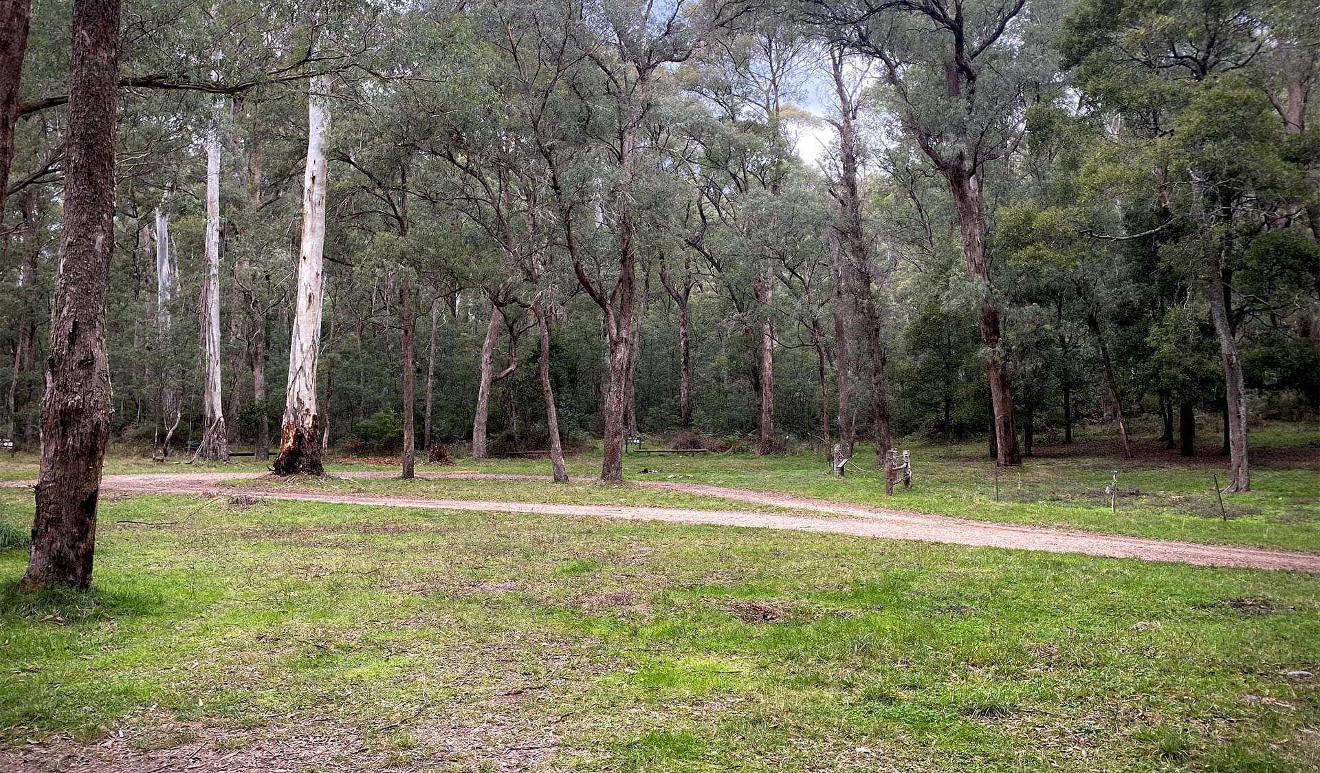 View of grass and paths between trees at a camping area.