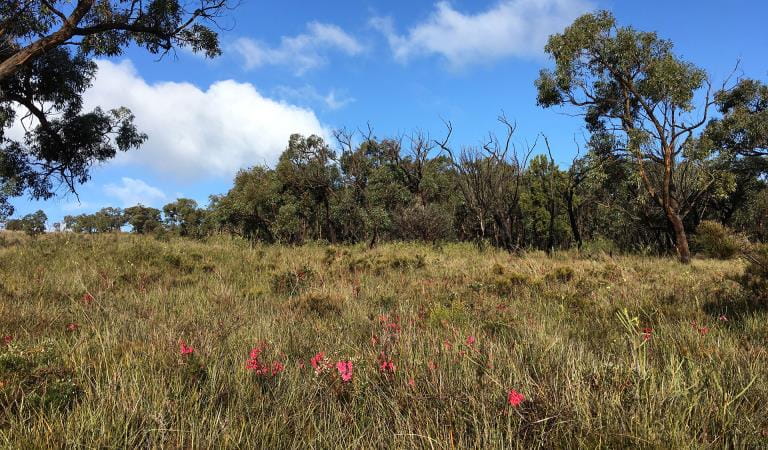 Grasses and wildflowers with trees in the background at Anglesea Heath