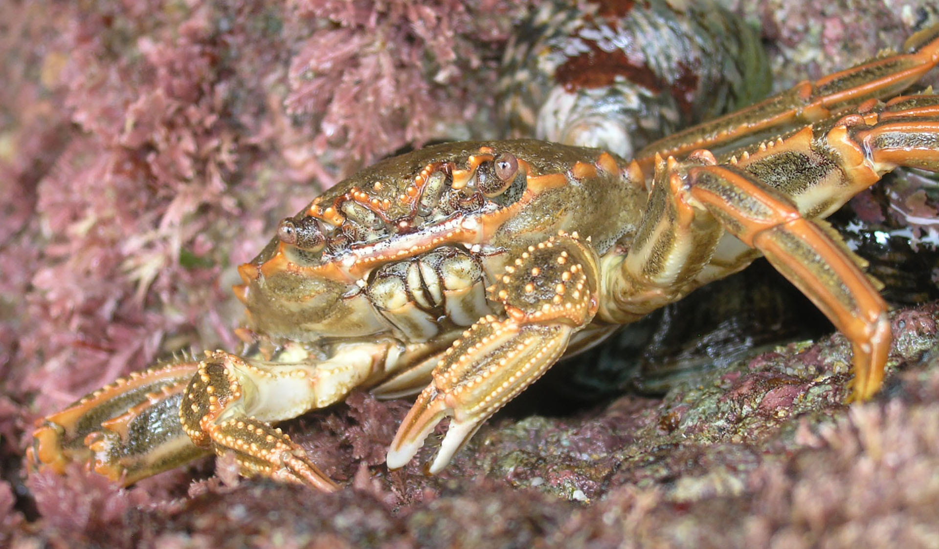 Neptunes Necklace and shore crab