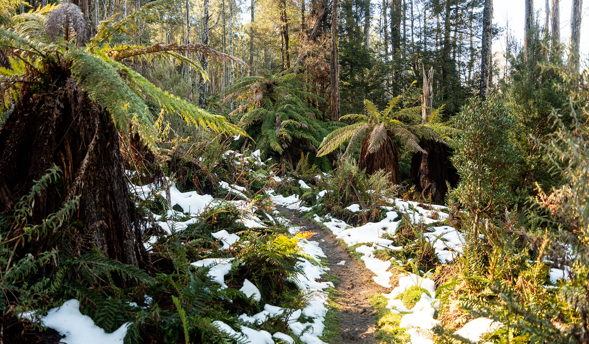 A landscape shot of a footpath in a forest. The footpath is surrounded by lush green foliage and piles of snow.