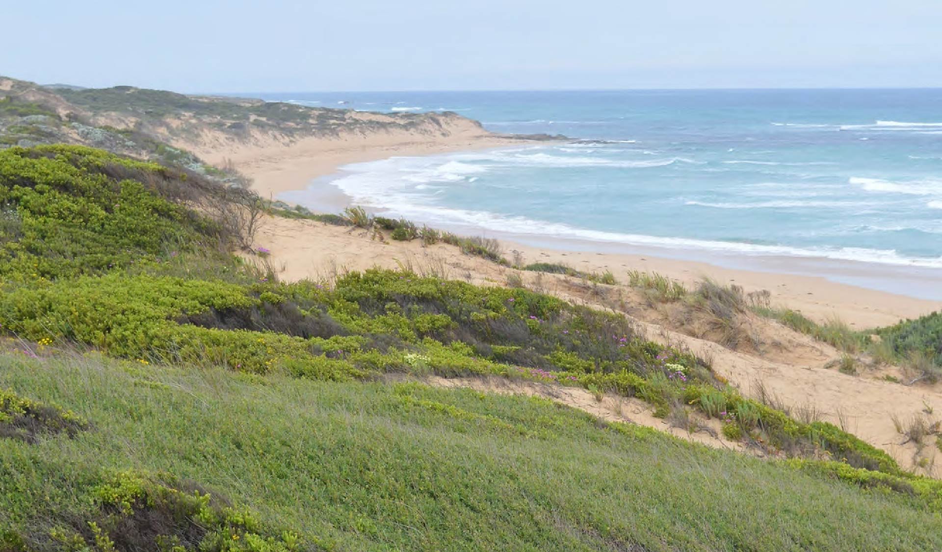 Grass covered dunes in front of a sweeping bay beach
