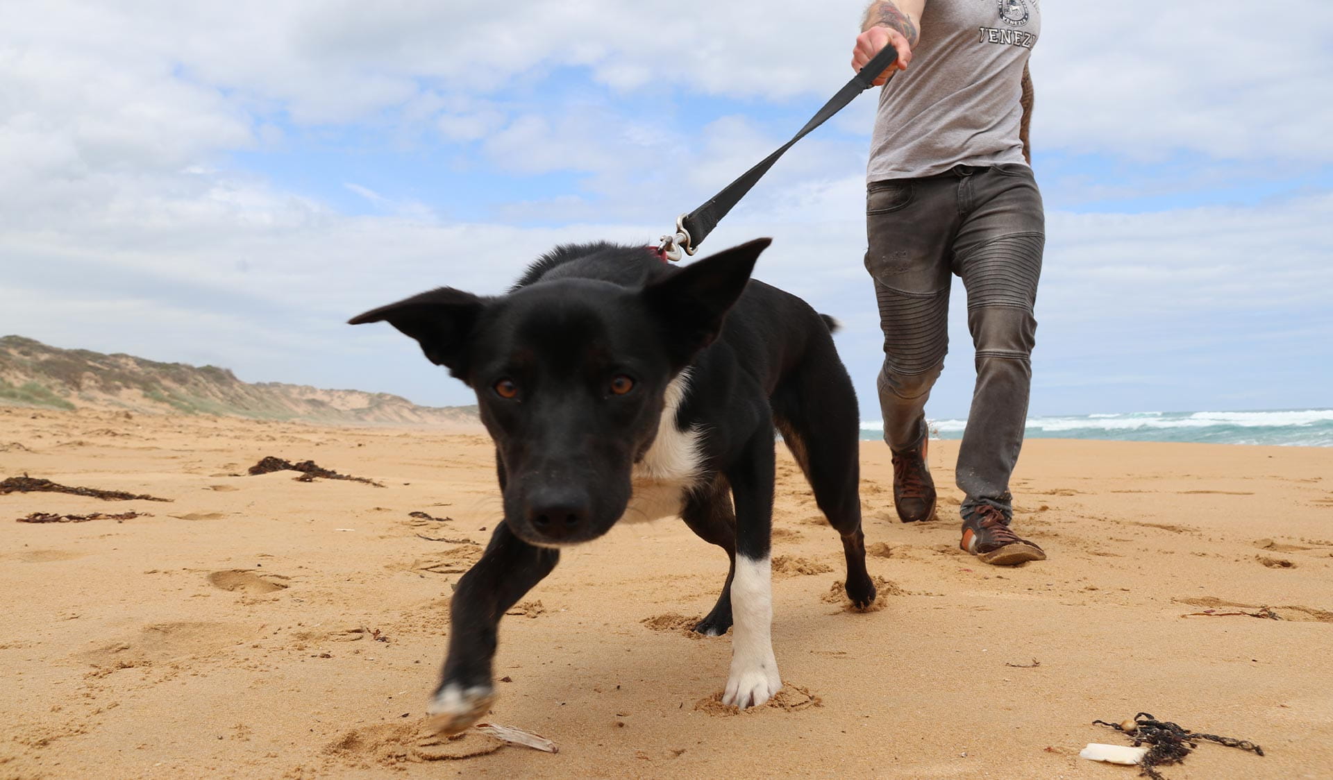A man walks his dog along the beach at Belfast Coastal Reserve