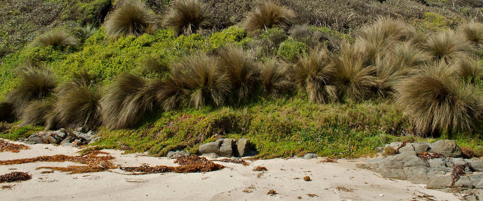 A grassland hill leading to a sandy beach dotted with rocks and seaweed.