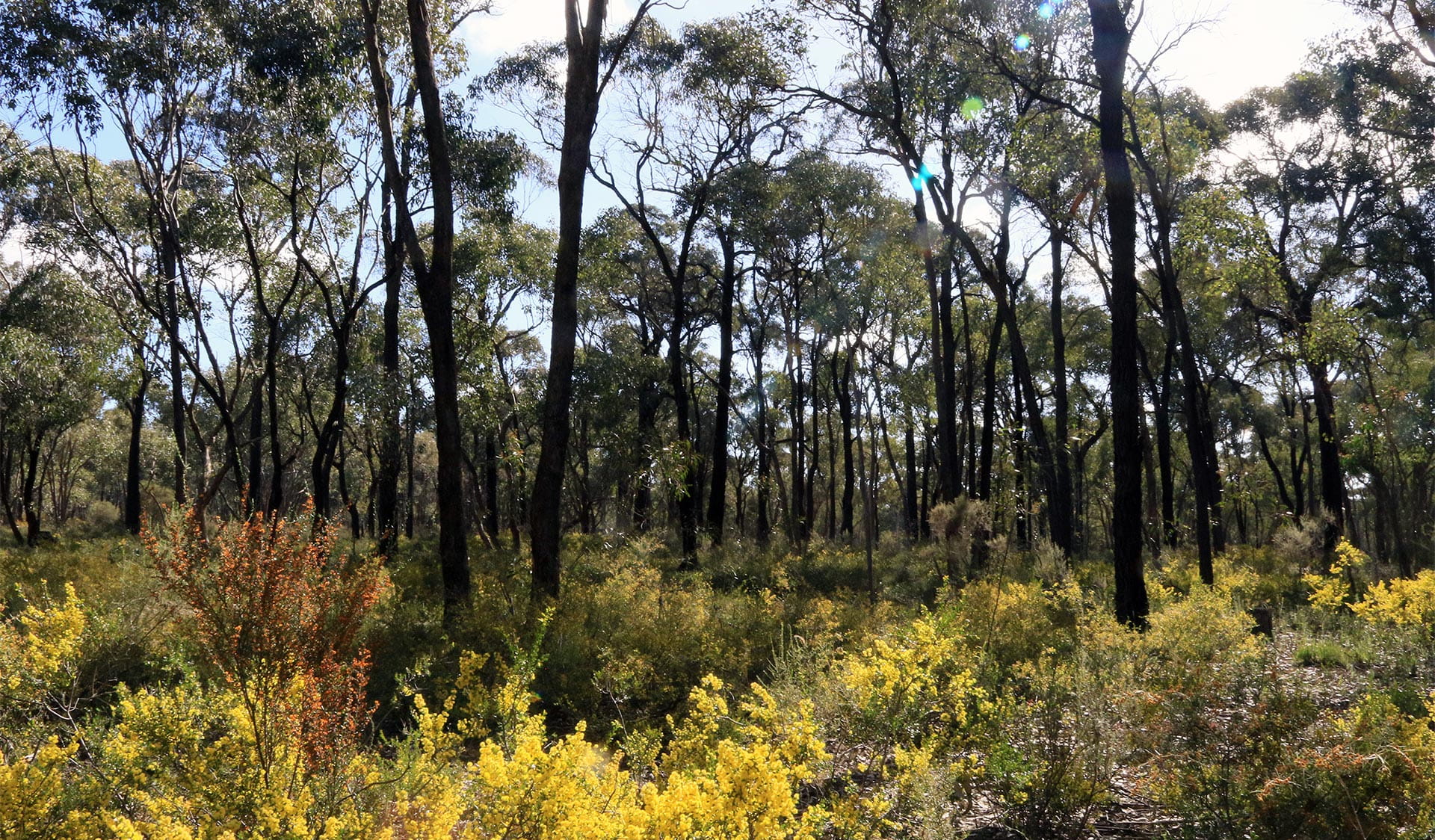 Trees and flowers in spring at Bendigo Regional Park.