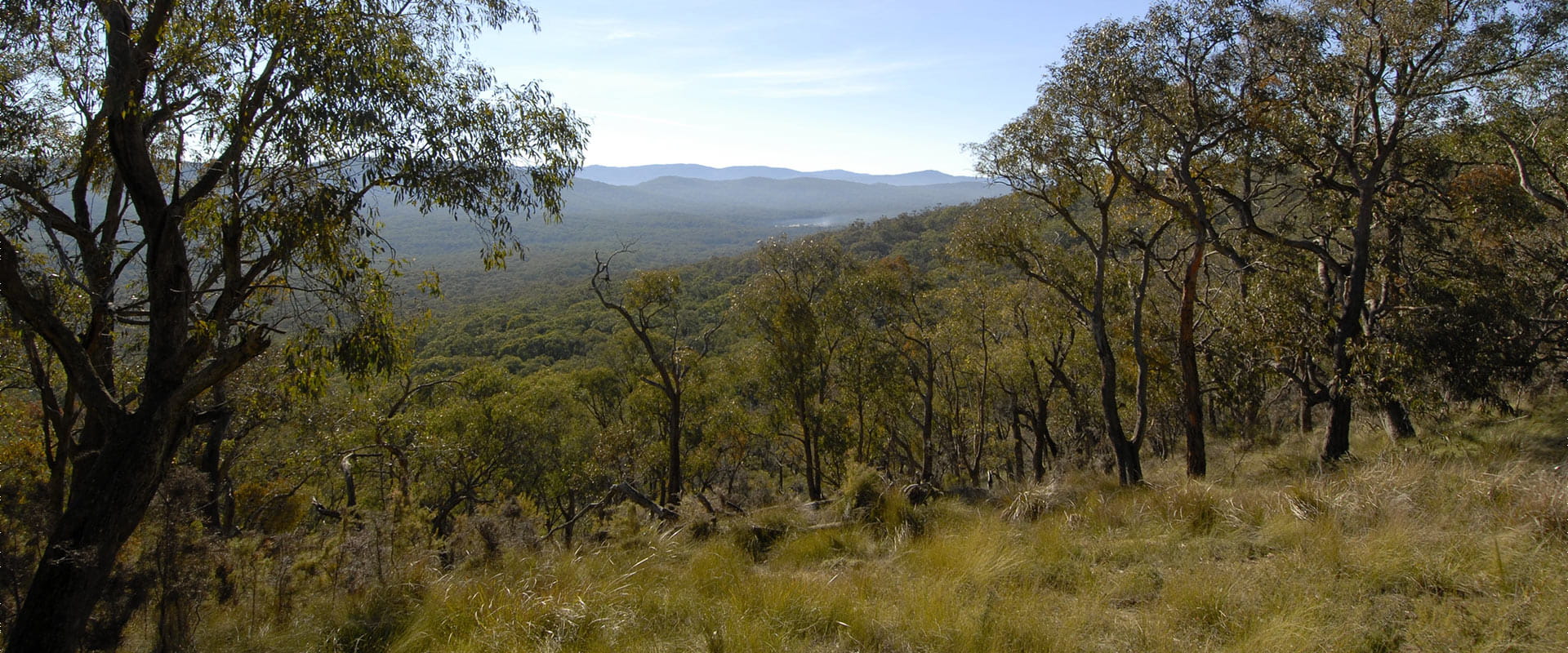 A view looking down at a landscape of trees and grasses with hills under a blue sky and wisps of clouds in the distance.
