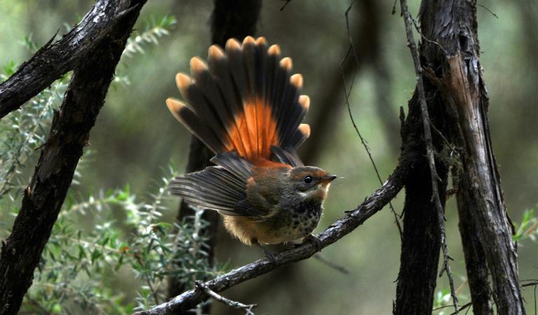 Rufous Fantail at Crawford River Regional Park