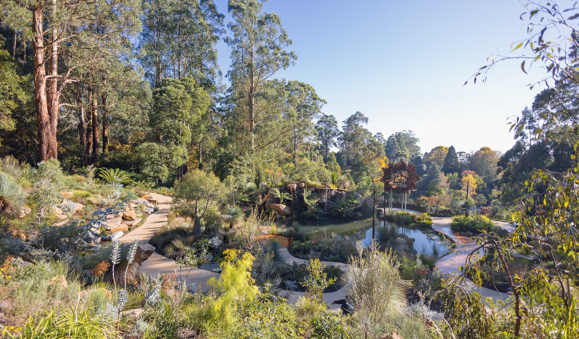 A landscaped garden with winding paths, a large pond and filled with mature native Australian plants. 