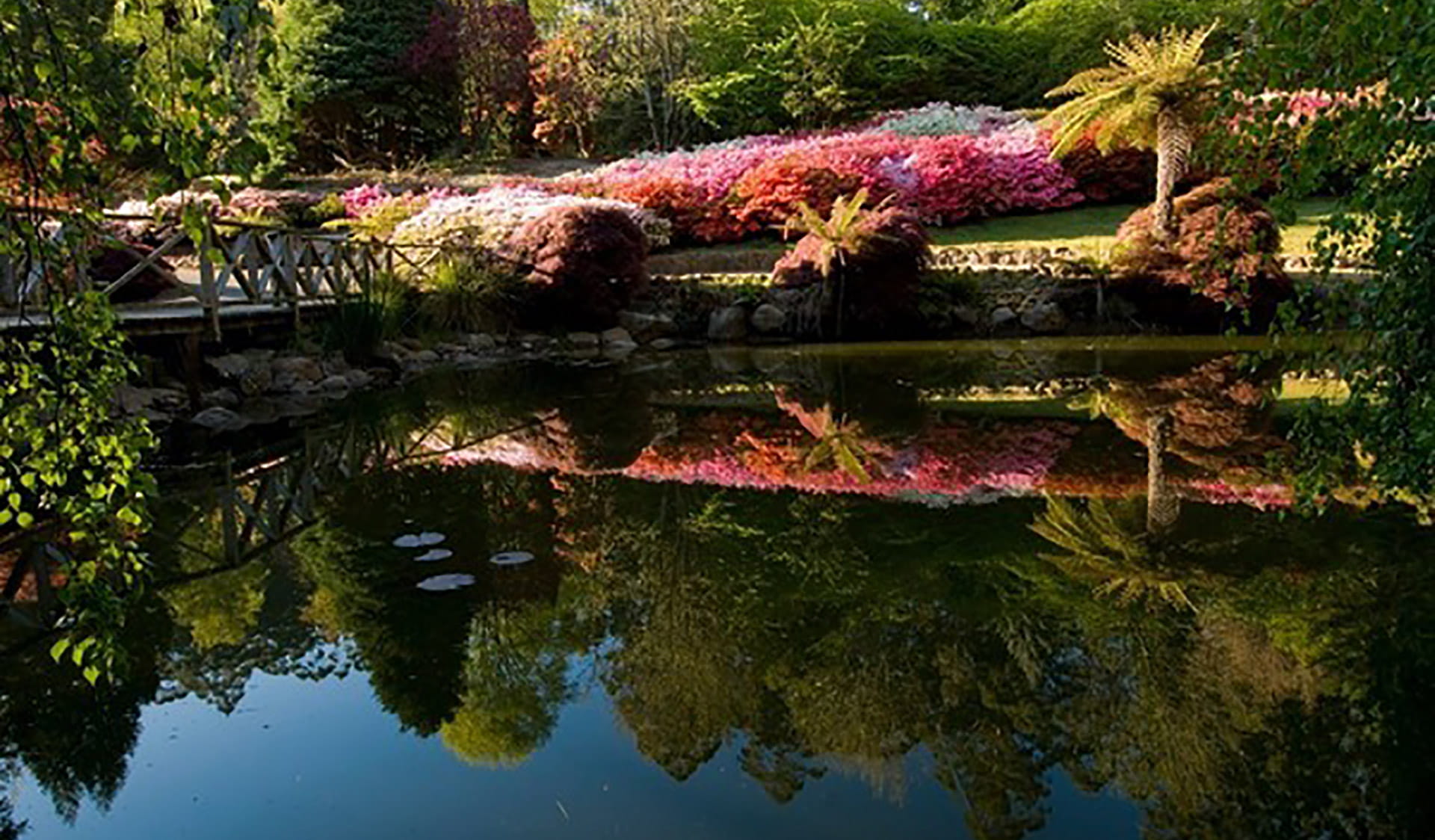 Kurume Bowl reflections on the pond at Dandenong Ranges Botanic Garden.