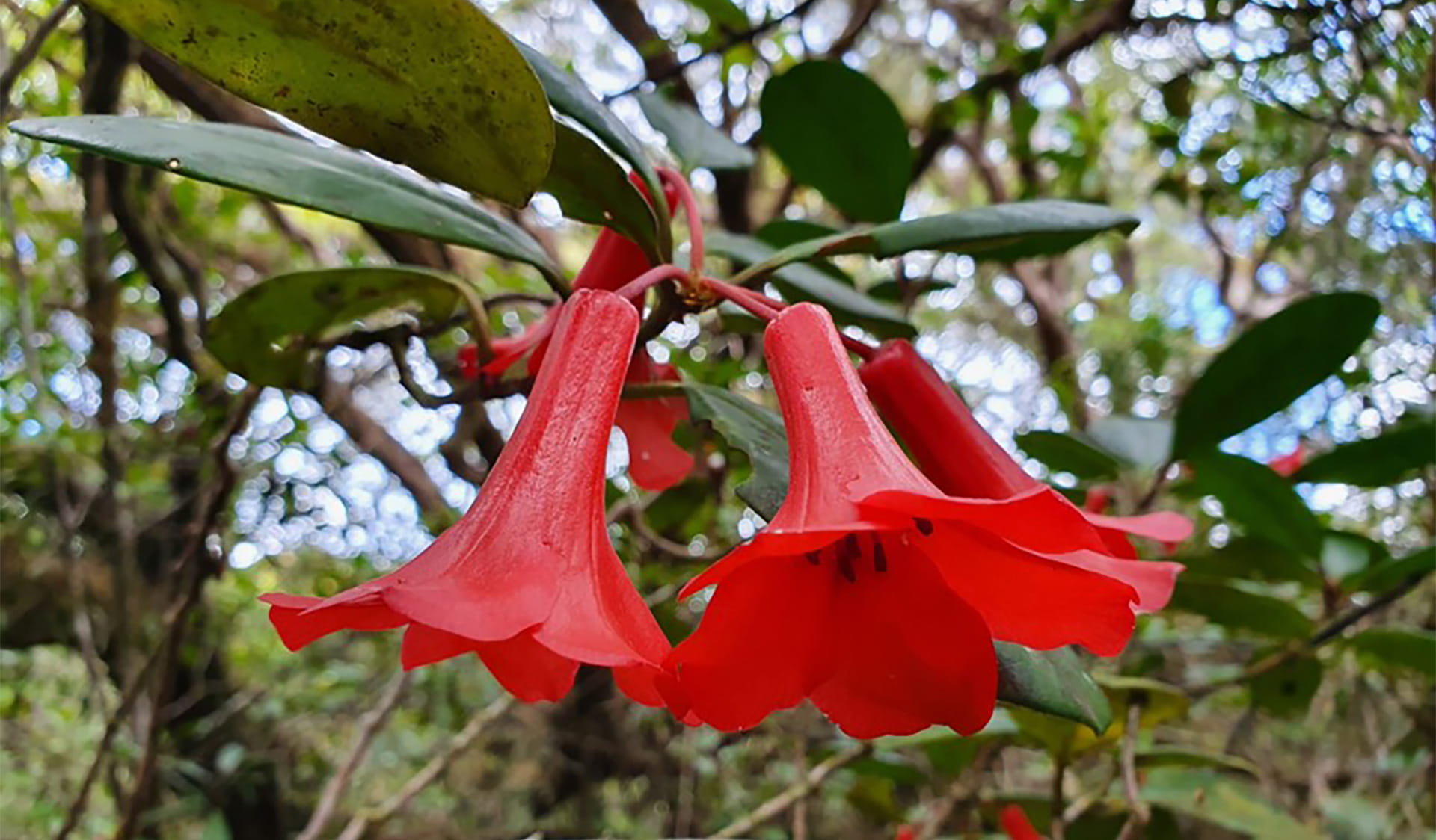 Close up of red vireya flowers.