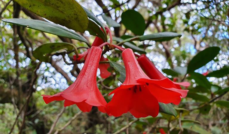 Close up of red vireya flowers.