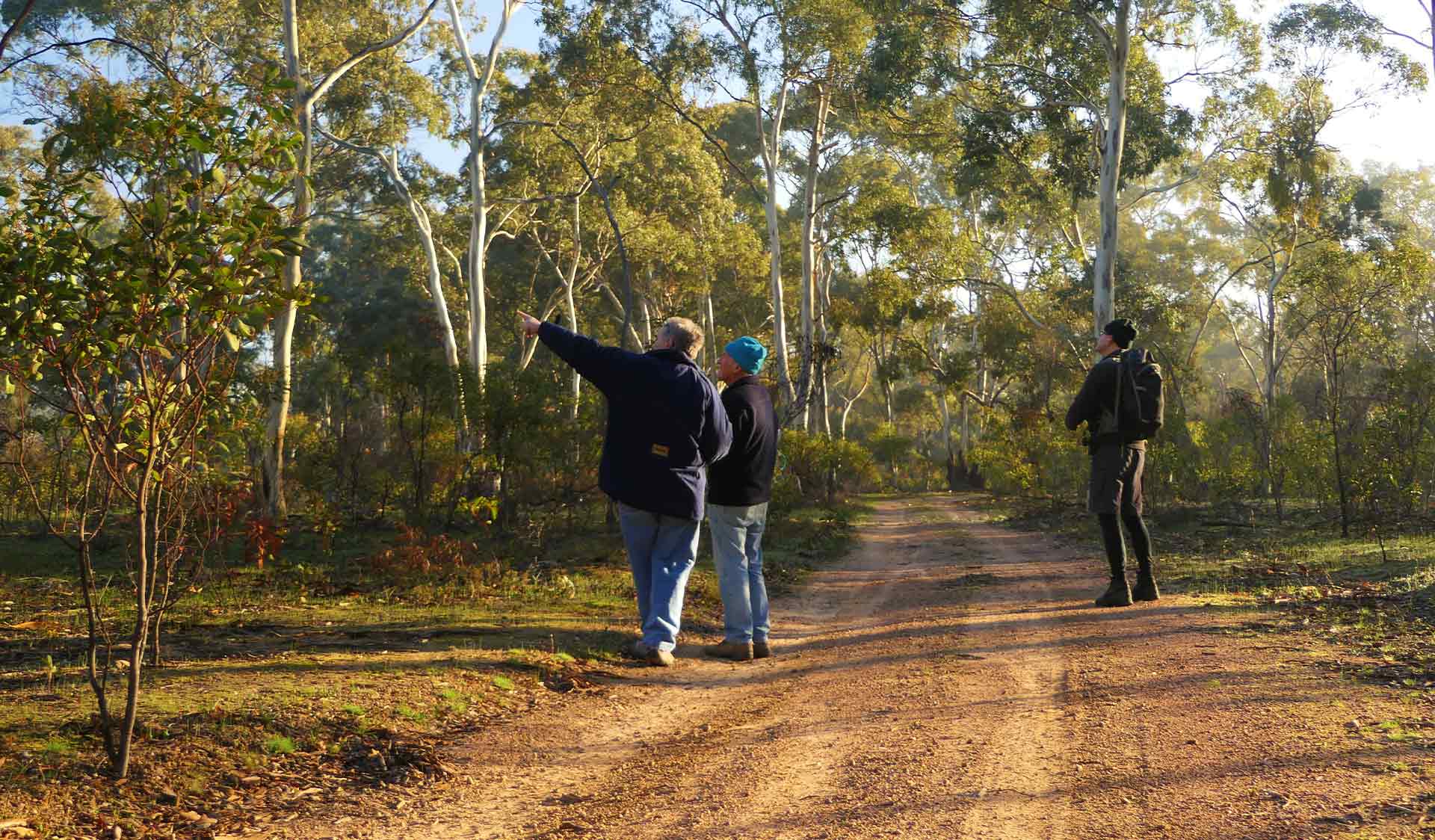 People walking along a track, pointing at trees in Deep Lead Nature Conservation Reserve