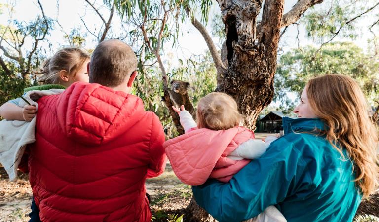A family of four including two children under three come across a Koala low in a tree on Raymond Island