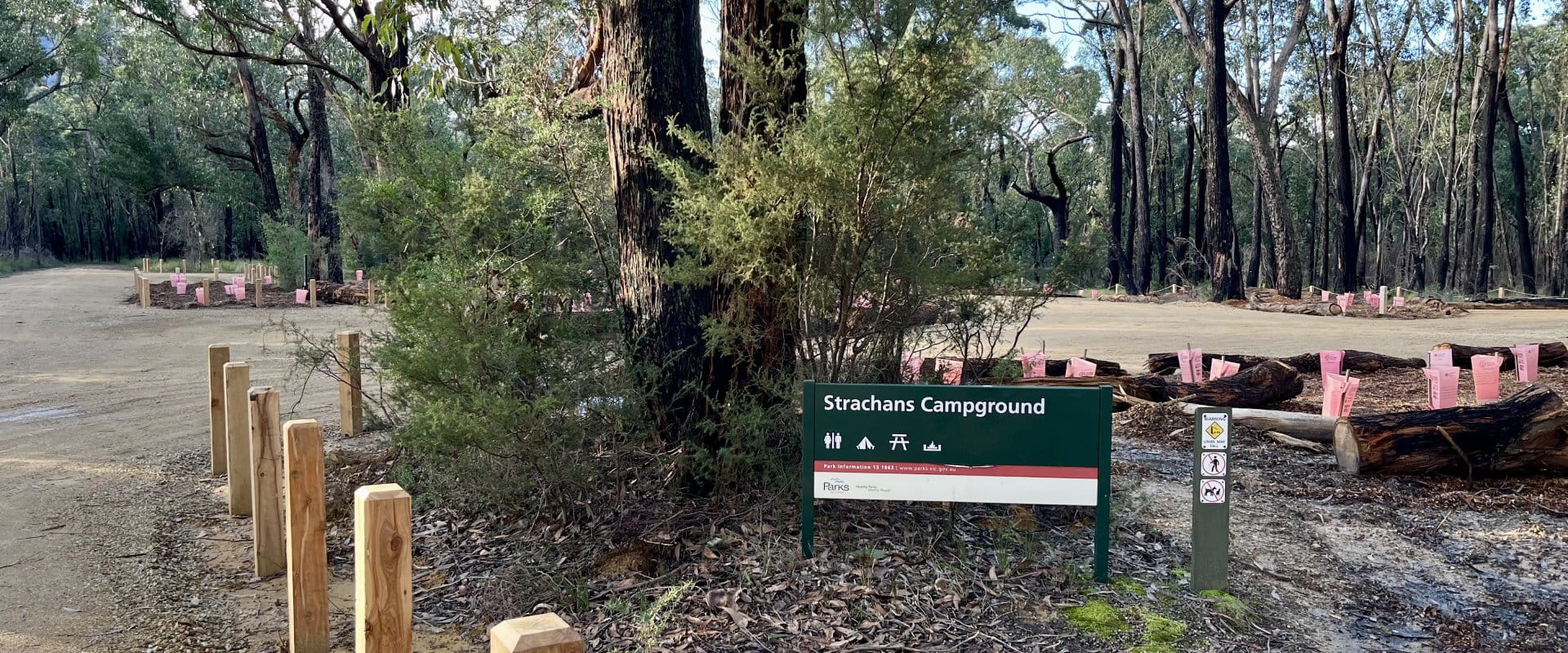 Strachan Campground campsite with areas for tents and tree saplings planted with pink tags